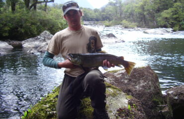 Brown trout